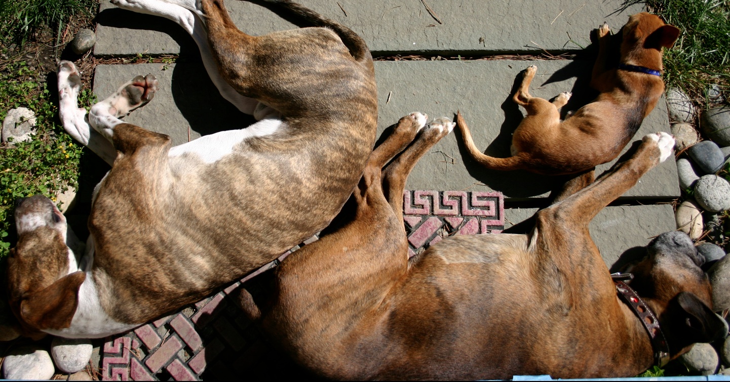 dogs